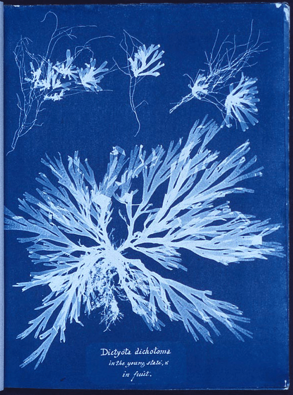 cyanotypes_1